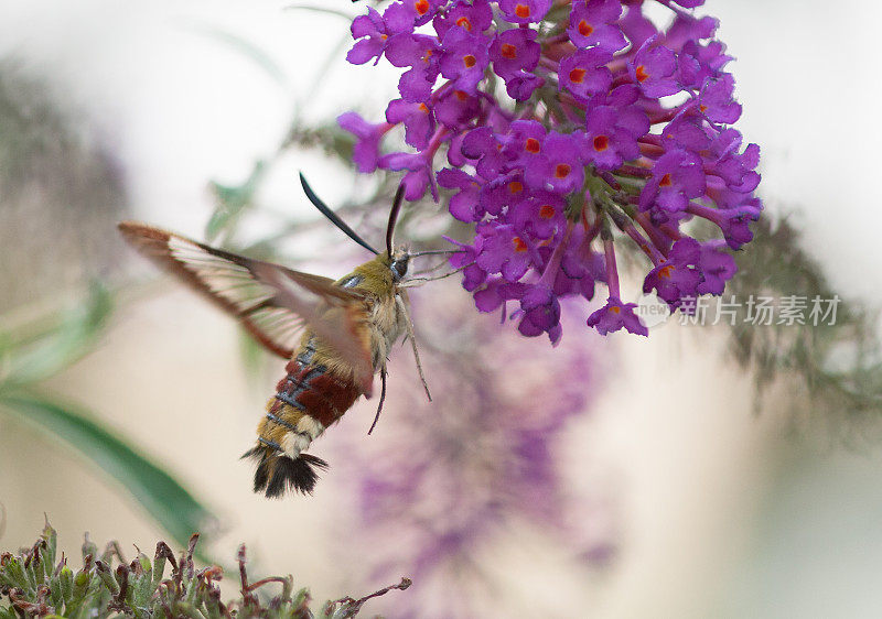 宽边蜂鹰蛾(Hemaris fuciformis)